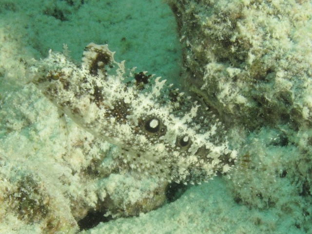 Petroscirtes mitratus